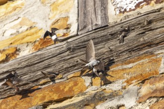 House martins fly lively in front of old house facade