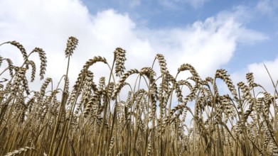 Wheat with ripe ears, Naumburg, 26.07.2025