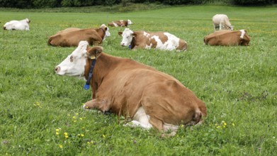 Cows lying in a meadow in the Allgäu, Pfronten, 30.07.2025