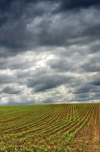 A green field of young corn shoots stretches across the landscape, Puy de Dome, Auvergne Rhone