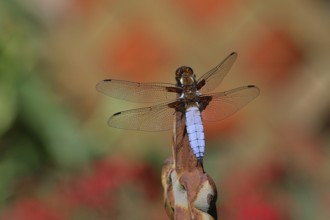 Flat-bellied dragonfly (Libellula depressa), male sitting on a fence top in the garden, close-up,
