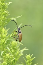 Red-necked buck (Stictoleptura rubra), male, on European goldenrod (Solidago), close-up, Wilnsdorf,