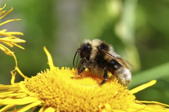 Forest bumblebee (Bombus sylvarum), collecting pollen on a yellow flower of a Great Telekie