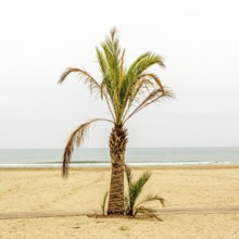 A solitary palm tree stands on the sandy beach beside the calm Mediterranean Sea in France. The