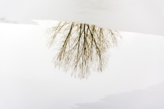 A solitary tree stands by the edge of a frozen lake, its bare branches mirrored on the icy surface.