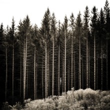 Sunlight filters through tall, linear tree trunks in a French forest, casting shadows on the ground