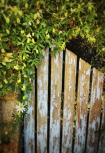 A weathered wooden gate partially open, surrounded by lush green vines and delicate white flowers,