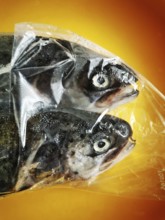 Two fish are enclosed in a clear plastic bag, showcasing their glistening bodies and prominent eyes