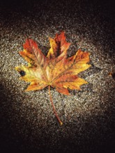 A bright orange and yellow maple leaf lies flat on a dark, textured surface, highlighting the