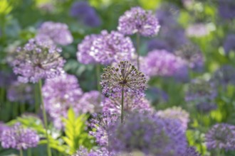 Ornamental leek (Allium sp.), inflorescence, Münsterland, North Rhine-Westphalia, Germany
