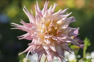 Dahlia, Münsterland, North Rhine-Westphalia, Germany