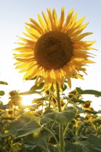 Radiant sunflower in the evening light with sun star