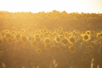 Glowing field of sunflowers in the golden evening light