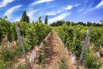 Wickerer vineyards at the Flörsheimer Warte, Hesse, Germany