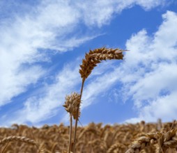 Cereal fields on the Panoramweg in Flörsheim, Hesse, Germany