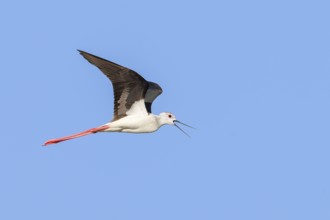Black-winged Black-winged Stilt (Himantopus himantopus), male calling in flight, blue sky,