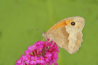 Meadow Brown (Maniola jurtina), sucking nectar on summer lilac (Buddleja davidii), butterfly bush,