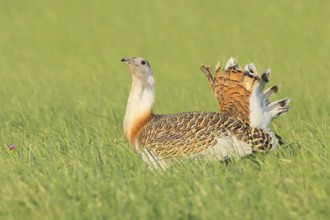 Great Bustard (Otis tarda), searching for food in a meadow, steppe bird, extremely rare bird