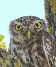 Little owl (Athene noctua) adult bird sitting in a tree, portrait, endangered bird species in