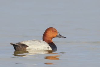 Pochard (Aythya ferina), male swimming on the water, wildlife, animals, birds, duck bird, Lake