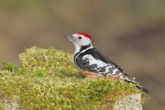 Middle spotted woodpecker (Dendrocopos medius) foraging on mossy ground in the forest, Wilnsdorf,