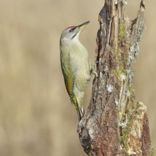 Grey-headed woodpecker (Picus canus), male sitting on a tree stump overgrown with moss and lichen,