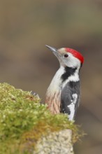 Middle spotted woodpecker (Dendrocopos medius) foraging on mossy ground in the forest, animal