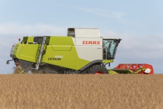Combine harvester harvesting on a ripe grain field