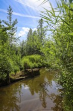 Bottrop, North Rhine-Westphalia, Germany - Renaturalised Boye, the tributary of the Emscher, was