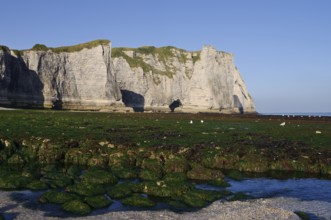 Cliffs with the Falaise d'Aval rock gate, Etretat, Alabaster Coast, Seine-Maritime, Normandy,