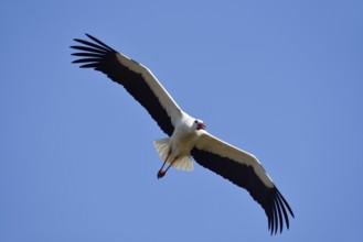 White stork (Ciconia ciconia) flying, North Rhine-Westphalia, Germany