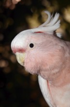Inca cockatoo (Cacatua leadbeateri, Lophochroa leadbeateri), portrait, occurrence in Australia