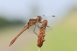 Vagrant darter (Sympetrum vulgatum), male, North Rhine-Westphalia, Germany