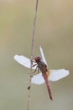 Scarlet Dragonfly (Crocothemis erythraea), male with dewdrops, North Rhine-Westphalia, Germany