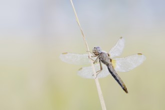 Scarlet Dragonfly (Crocothemis erythraea), female, North Rhine-Westphalia, Germany