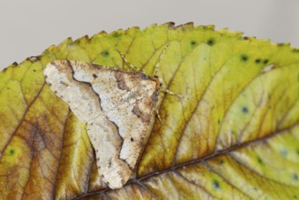 Mottled Umber (Erannis defoliaria), male, North Rhine-Westphalia, Germany
