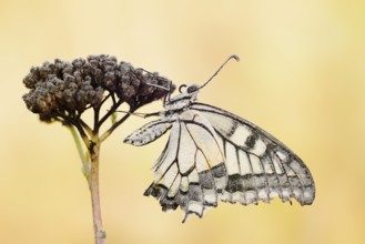 Swallowtail (Papilio machaon), North Rhine-Westphalia, Germany