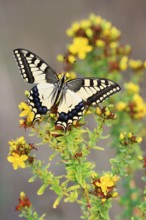 Swallowtail (Papilio machaon), North Rhine-Westphalia, Germany