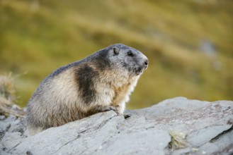 Alpine marmot (Marmota marmota), Hohe Tauern National Park, Austria