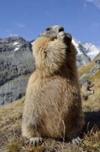 Alpine marmot (Marmota marmota), feeding, Hohe Tauern National Park, Austria