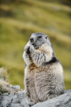 Alpine marmot (Marmota marmota), sitting and eating on a rock, Hohe Tauern National Park, Austria
