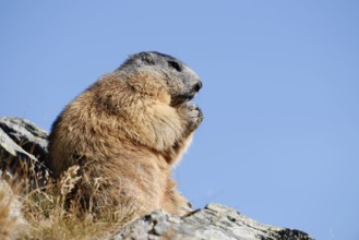 Alpine marmot (Marmota marmota), sitting and eating on a rock, Hohe Tauern National Park, Austria