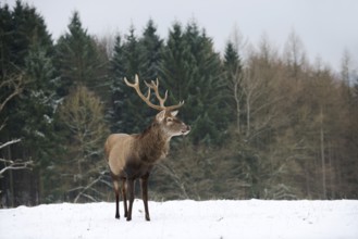 Red deer (Cervus elaphus), stag in winter, North Rhine-Westphalia, Germany