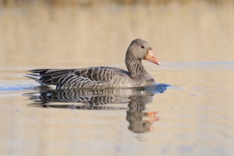 Greylag goose (Anser anser), swimming, North Rhine-Westphalia, Germany