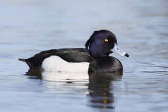 Tufted Duck (Aythya fuligula), drake, swimming, North Rhine-Westphalia, Germany