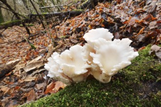 Lung mushroom or spoon-shaped mushroom (Pleurotus pulmonarius), North Rhine-Westphalia, Germany