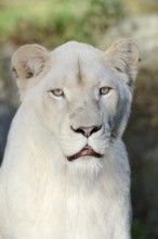 White lion (Panthera leo), female, portrait, captive