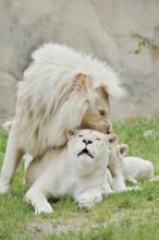White lion (Panthera leo), pair copulating, captive