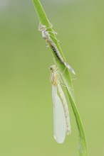 Willow Emerald Damselfly (Chalcolestes viridis) freshly hatched dragonfly and exuvia, North