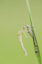 Willow Emerald Damselfly (Chalcolestes viridis) freshly hatched dragonfly hanging from its exuvia,